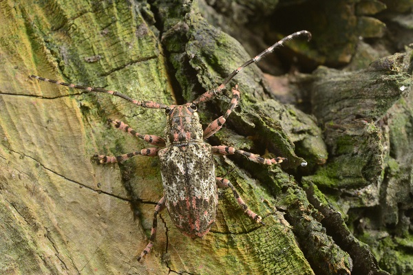 大膽島的全國新紀錄種--欖仁瘤象天牛 (張永仁老師提供)