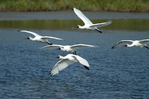 alt-藝起玩琵--台江國家公園運用多重創意活動行銷黑琵季 (同場加映: 國土計畫下國家公園定位檢討座談會)-1