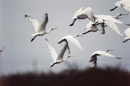 黑面琵鷺生態保護區