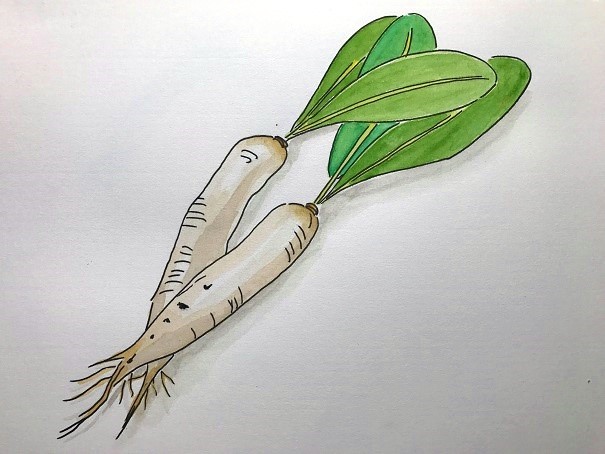 牛杙仔蘿蔔是恆春半島的特色物產 （劉於晴/插圖，劉還月老師提供)