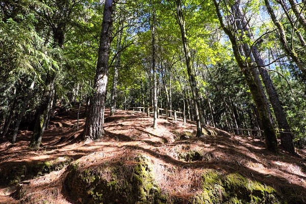 alt-邂逅最美的日出—在桃山跨年迎接2018-1