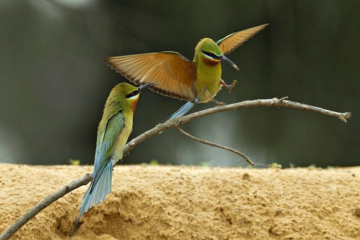 alt-喜迎夏日精靈栗喉蜂虎，金管處敬邀共度仲夏夜之夢-1