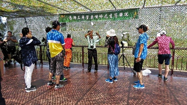 自5月底至7月下旬的周末假日 於慈湖三角堡將提供免費的賞鳥生態解說服務  (金門縣野鳥學會提供)