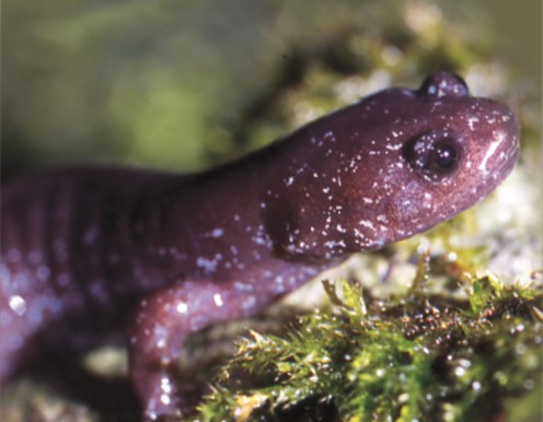 alt-精彩7月盡在國家公園! 兒童劇場、人才培訓、國際影展3大活動，激盪出絢爛火花! -6