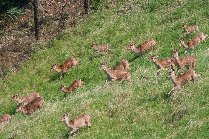 社頂社區提供日間探訪梅花鹿的行程  (墾丁國家公園管理處提供)