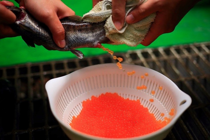 alt-臺灣櫻花鉤吻鮭重返翠巒泰雅族傳統領域及合歡溪歷史棲地  (同場加映:臺灣IUCN綠色名錄(Green List )委員會工作坊)-3