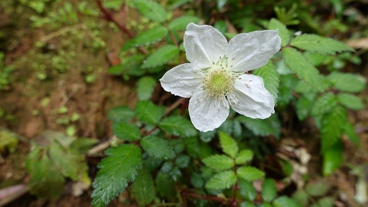 臺灣懸鉤子的花