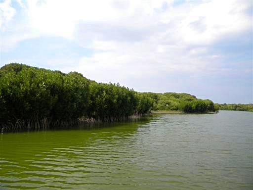 alt-野生鳥類的秘密基地--四草濕地-1