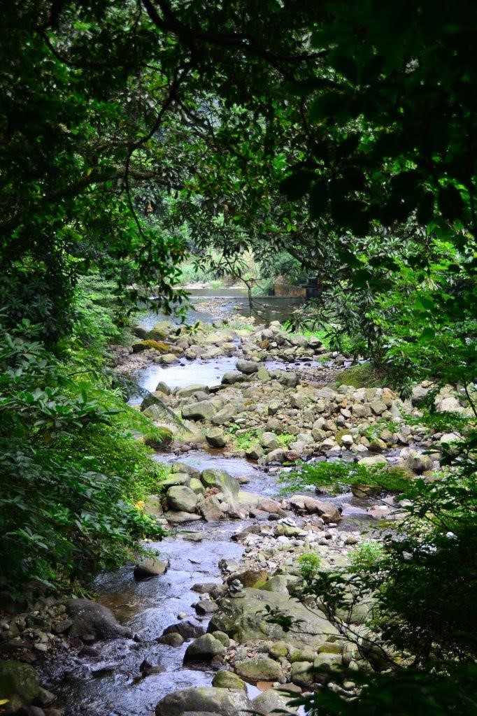 alt-精彩的熱帶森林社會--鹿角坑生態保護區-1