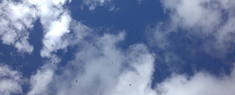 alt-「鷹為有你 滿心歡喜」國慶假日來去滿州賞鷹趣！-1