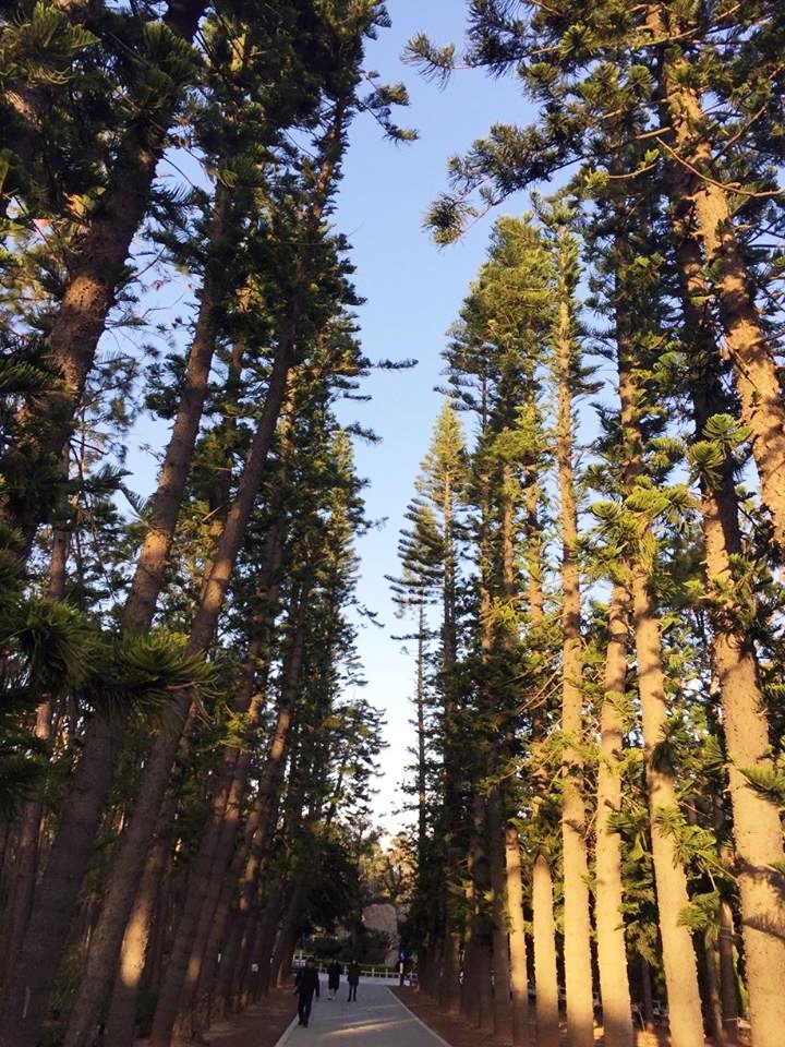 alt-在金門國家公園尋找島可夢—中山林遊憩區-1