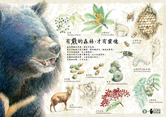 玉管處透過多元方式致力於黑熊保育宣導， 如相關宣導品如桌墊與摺頁等製作  (玉山國家公園管理處提供)