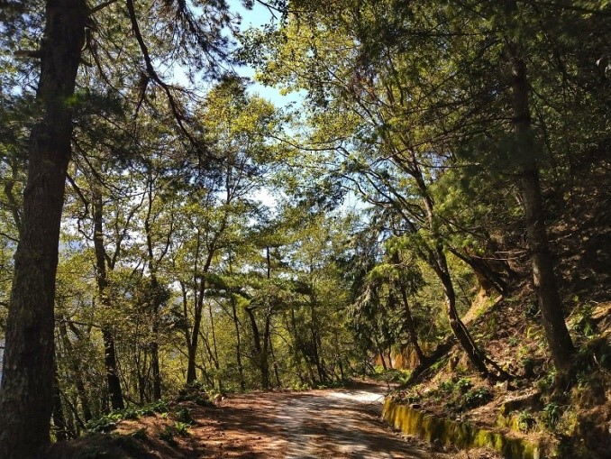 alt-在森林裡享受跟野生動物共處的寧靜時光--楠梓仙溪林道-1