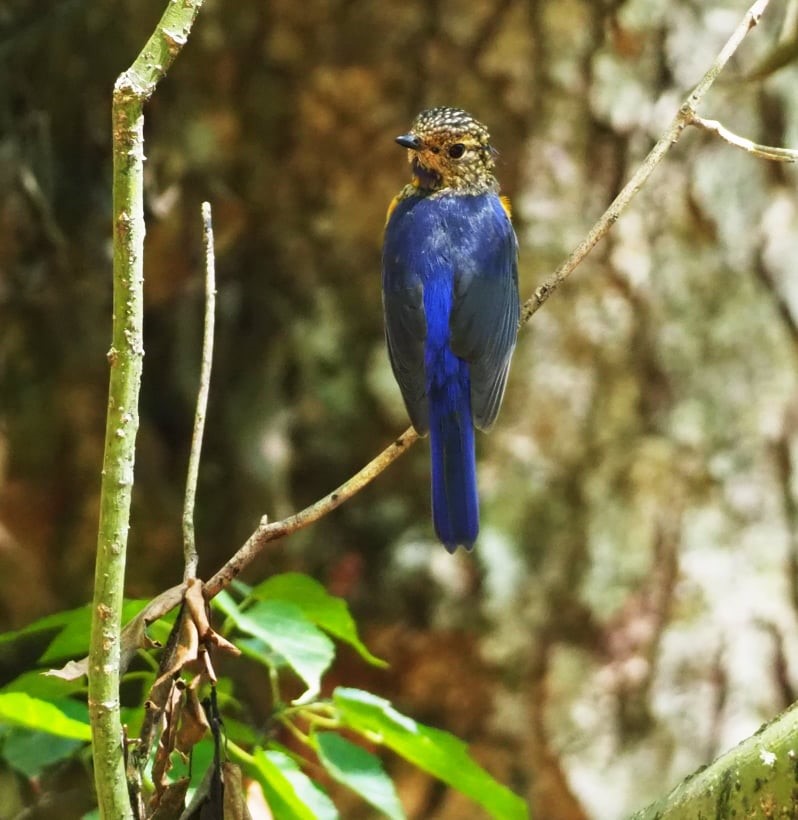因遊客較少，野生動物狀態很好， 可隨處發現野生動物的蹤跡  (玉山國家公園管理處印莉敏提供)