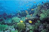 珊瑚是海洋生態系的重要成員,提供魚蝦蟹貝等生物重要的棲息環境