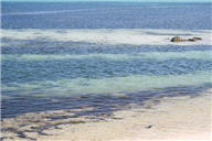 東沙海域中,深色處為島上常見的海草—泰萊草