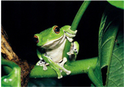 莫氏樹蛙／李鵬翔 攝