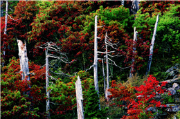 雪山三六九山屋附近的白木林與紅葉植物，圖為巒大花楸／廖東坤