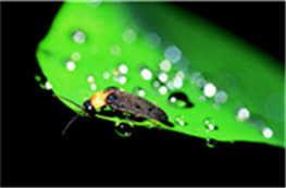 黃胸黑翅螢／楊平世 提供