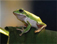 諸羅樹蛙／市鄉局提供，陳德鴻攝