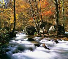 奧入瀨溪／張正杰攝