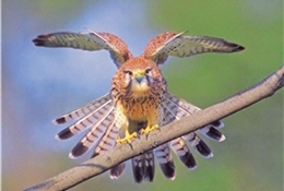 像是知道有鏡頭似的，紅隼盡情展現雄豔之姿／陳承光攝