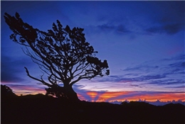 逆光，也是一種美。晚霞映照著圓柏孤傲的身影，天際的光線變得神祕、瑰麗／余榮欽攝