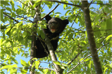 台灣黑熊/黃美秀提供