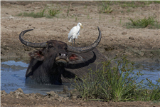 站立於牛背上的牛背鷺/楊楨淇攝
