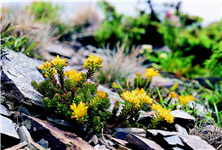 玉山佛甲草/ 林茂耀攝