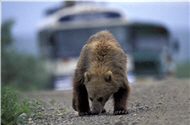 棕熊走在公園道路上,連交通車都得讓路