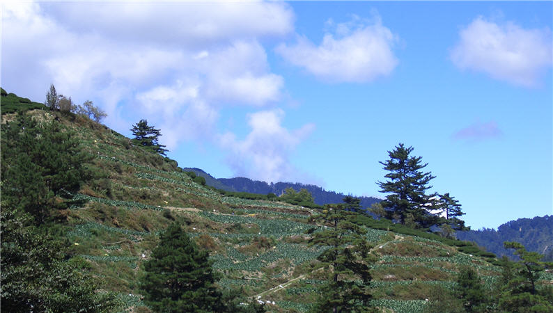 一望無際的高麗菜園/ 張瑞章提供