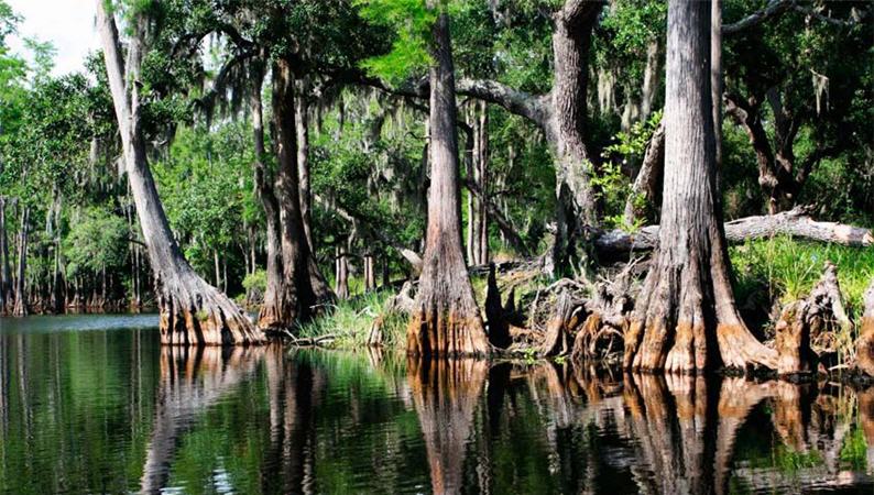 位於美國佛羅里達州的最南端的大沼澤國家公園,被列為世界歷史景點,沒有任何開發,人煙罕至。/Johann Helgason 攝