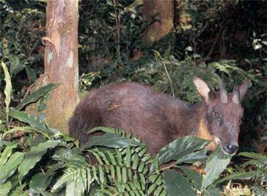 中央山脈生態廊道能觀察許多難得一見的野生動物。圖為長鬃山羊吃月桃葉/ 玉管處提供,李嘉鑫攝