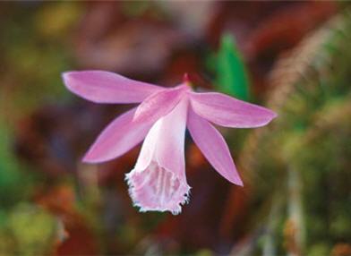 稀有的台灣一葉蘭/ 戴進元攝