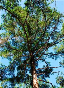 期望有一天我們能看到每株台灣油杉皆能成長茁壯,迎向美麗的藍天/ 賴宛靖攝