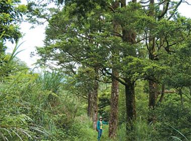 成年的台灣油杉高度可達35公尺/ 王兆桓提供