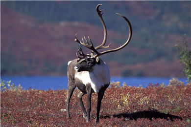 姿態優美的馴鹿, 無論公母都會長角。