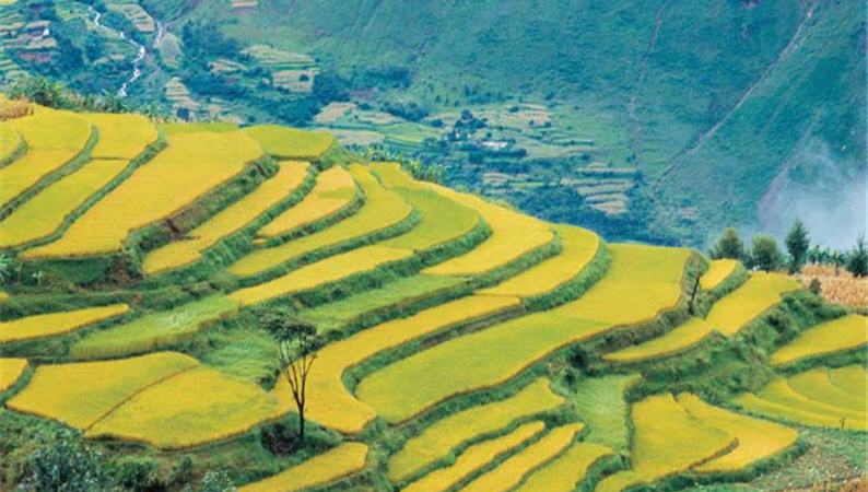 雲南寧浪雲北梯田的秋天景致。