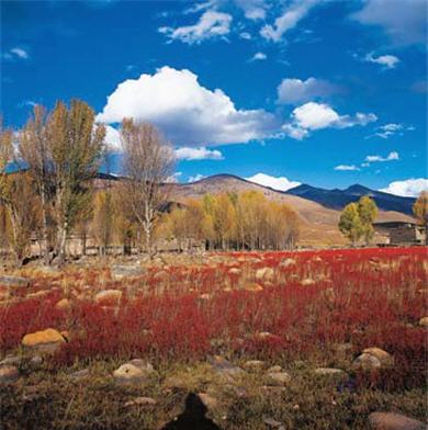 四川稻城鄉的紅草地,每年僅有十幾天的時間在秋季出現,吸引不少攝影師的狂熱追求。