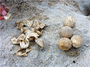 海岸邊是赤蠵龜及綠蠵龜重要產卵地，洞口都設有沙網防止浣熊偷蛋。圖組為解說員為林玲課長示範該物種計數研究的流程/ 林玲攝