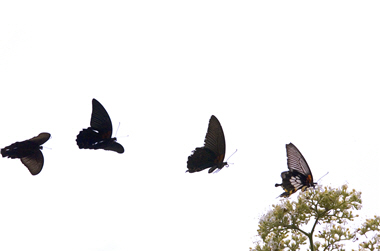 Without being tampered by any special effects, this is an authentic picture of many male butterflies going after a female in front.