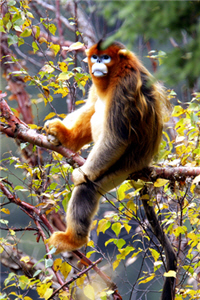 Snub-nosed Monkey