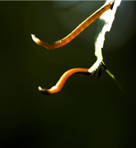 Snakes are a difficult subject to shoot because they appear irregularly and mostly at night.
