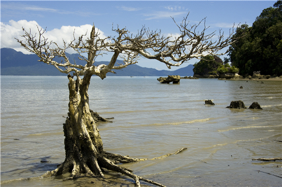 The dead tree shows strong vitality under the lens of Jen-hsiu Hsu. The picture was taken in Sarawak.
