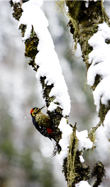 Photographing birds in or near their nests should be avoided because it may lead the mother birds to abandon the nests. The picture shows a Darjeeling Woodpecker (Dendrocopos darjellensis ).
