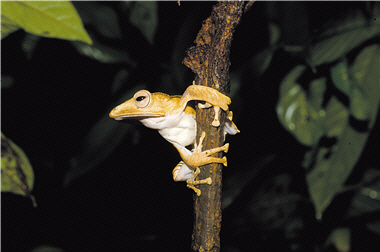 A Giant Tree Frog (Litoria infrafrenata ) was spawning on a tree.