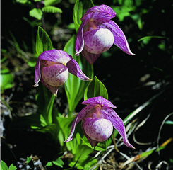 奇萊喜普鞋蘭花朵碩大，顏色豔麗，具深色斑點。