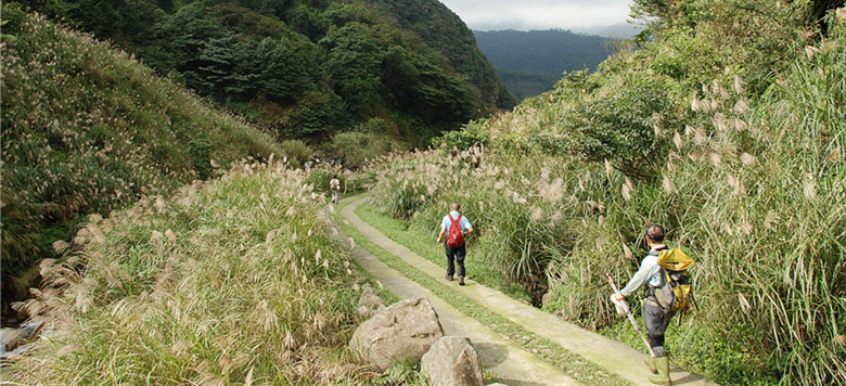 不妨抽個時間，到陽明山國家公園來趟古道秋芒之旅／ Matt 攝