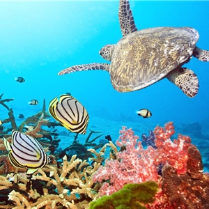 無污染的海水環境，除了有豐富的各式魚群，還有機會看到巨大的海龜 / olga 攝